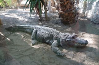 GC-Crocodilo Park 2020-005.JPG